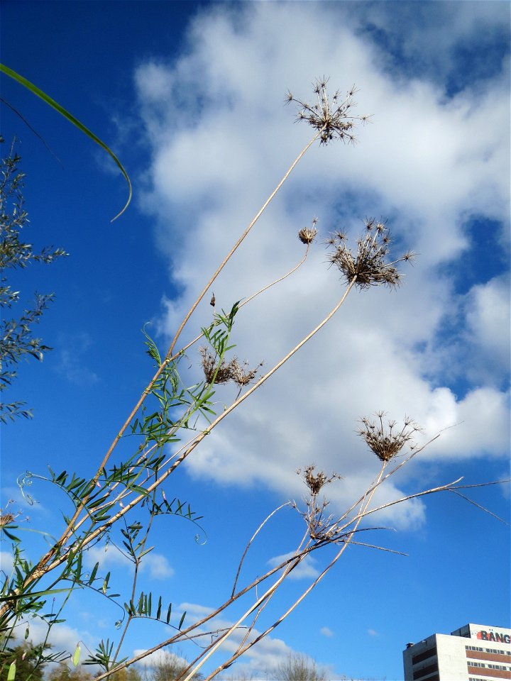 Wilde Möhre (Daucus carota) am Osthafen Saarbrücken photo