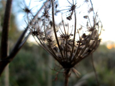 Wilde Möhre (Daucus carota) am Rand der Baustelle zur Krauchbachregulierung in Hockenheim