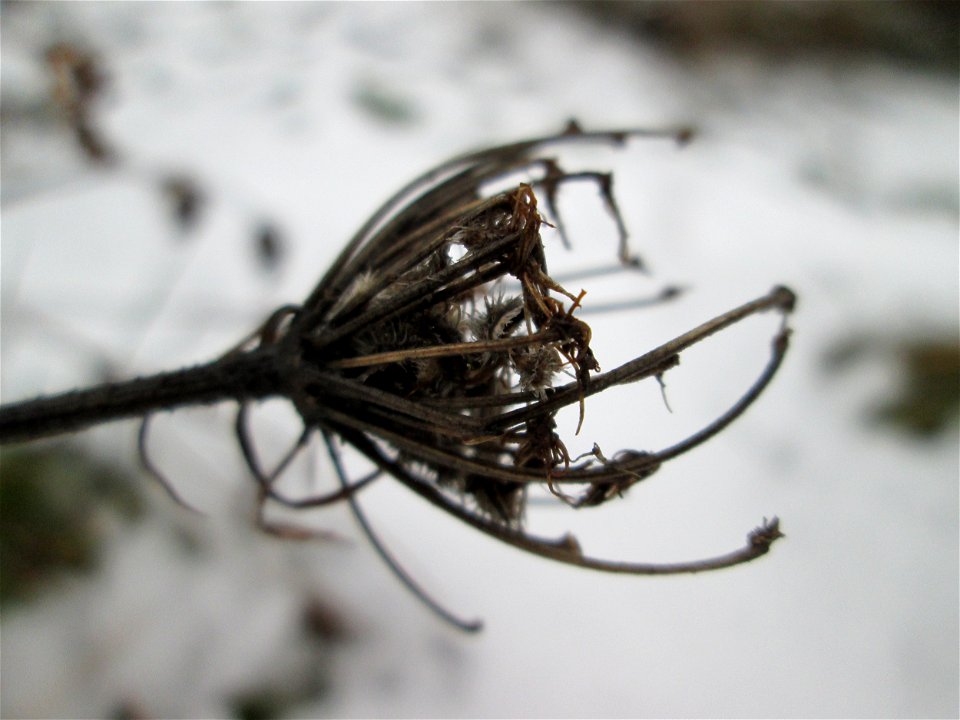 Mumienbotanik: Wilde Möhre (Daucus carota) auf einer Brachfläche am Messplatz in Hockenheim bei Neuschnee am 18. Dezember 2017