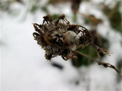 Mumienbotanik: Wilde Möhre (Daucus carota) auf einer Brachfläche am Messplatz in Hockenheim bei Neuschnee am 18. Dezember 2017
