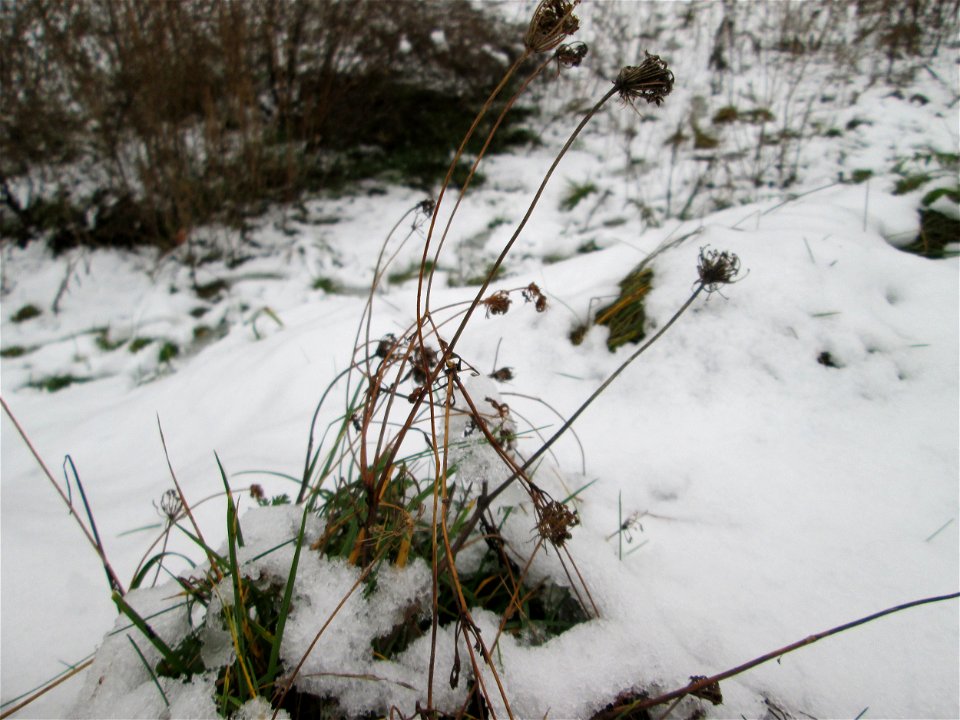 Mumienbotanik: Wilde Möhre (Daucus carota) auf einer Brachfläche am Messplatz in Hockenheim bei Neuschnee am 18. Dezember 2017