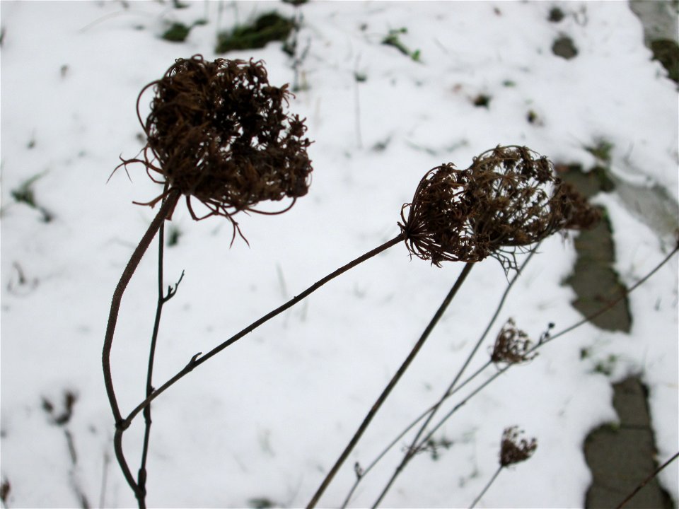 Mumienbotanik: Wilde Möhre (Daucus carota) auf einer Brachfläche am Messplatz in Hockenheim bei Neuschnee am 18. Dezember 2017