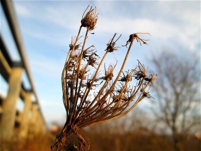 Mumienbotanik: Wilde Möhre (Daucus carota) an der Böschung der A61 bei Hockenheim