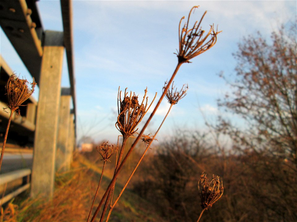 Mumienbotanik: Wilde Möhre (Daucus carota) an der Böschung der A61 bei Hockenheim