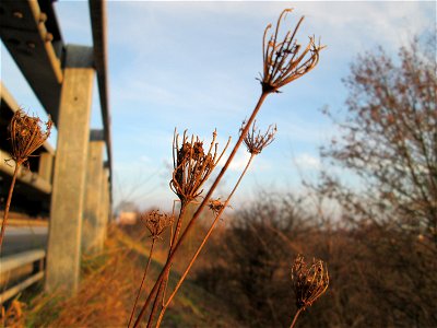 Mumienbotanik: Wilde Möhre (Daucus carota) an der Böschung der A61 bei Hockenheim