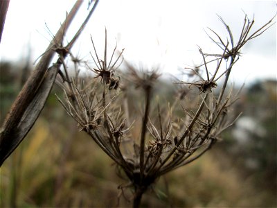 Mumienbotanik: Wilde Möhre (Daucus carota) in Hockenheim photo