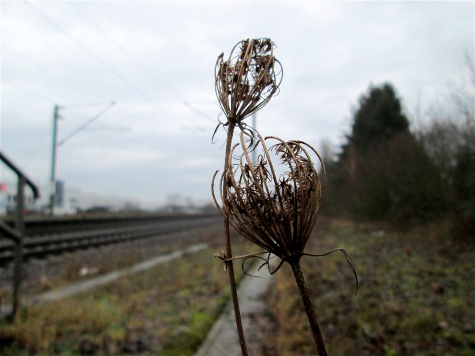 Mumienbotanik: Wilde Möhre (Daucus carota) am Bahnhof Bruchmühlbach-Miesau