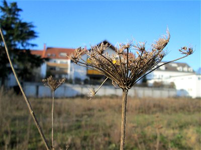 Mumienbotanik: Wilde Möhre (Daucus carota) auf einer Brachfläche am Messplatz in Hockenheim