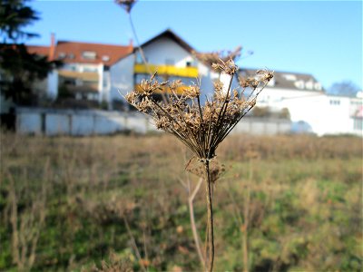 Mumienbotanik: Wilde Möhre (Daucus carota) auf einer Brachfläche am Messplatz in Hockenheim