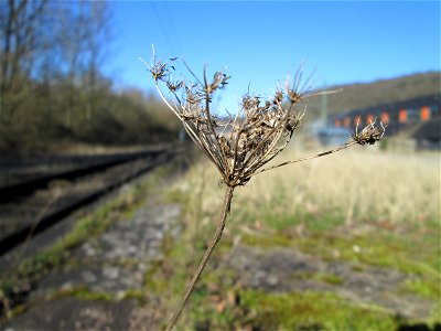 Mumienbotanik: Wilde Möhre (Daucus carota) am Bahnhof Brebach