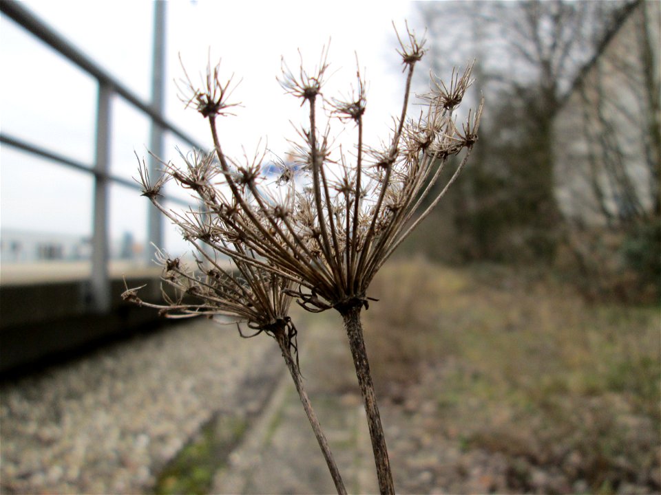 Mumienbotanik: Wilde Möhre (Daucus carota) am Bahnhof Bruchmühlbach-Miesau
