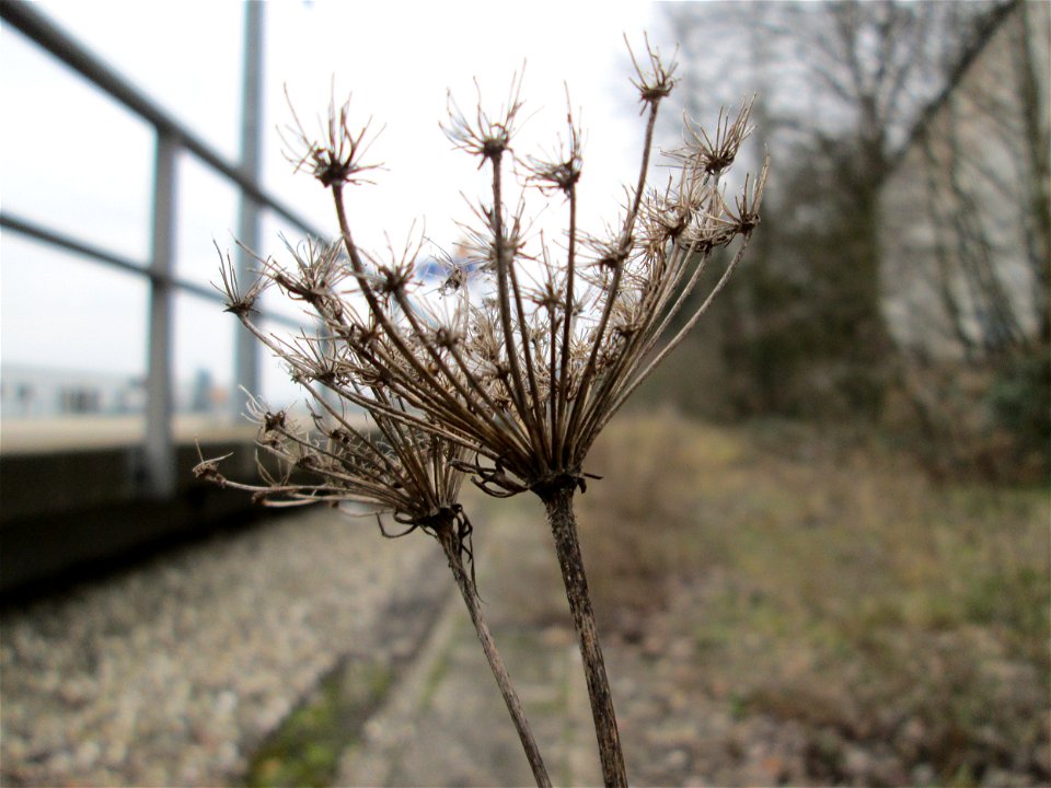 Mumienbotanik: Wilde Möhre (Daucus carota) am Bahnhof Bruchmühlbach-Miesau photo