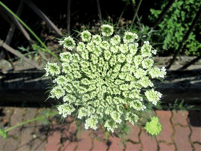 Wilde Möhre (Daucus carota) in Hockenheim photo