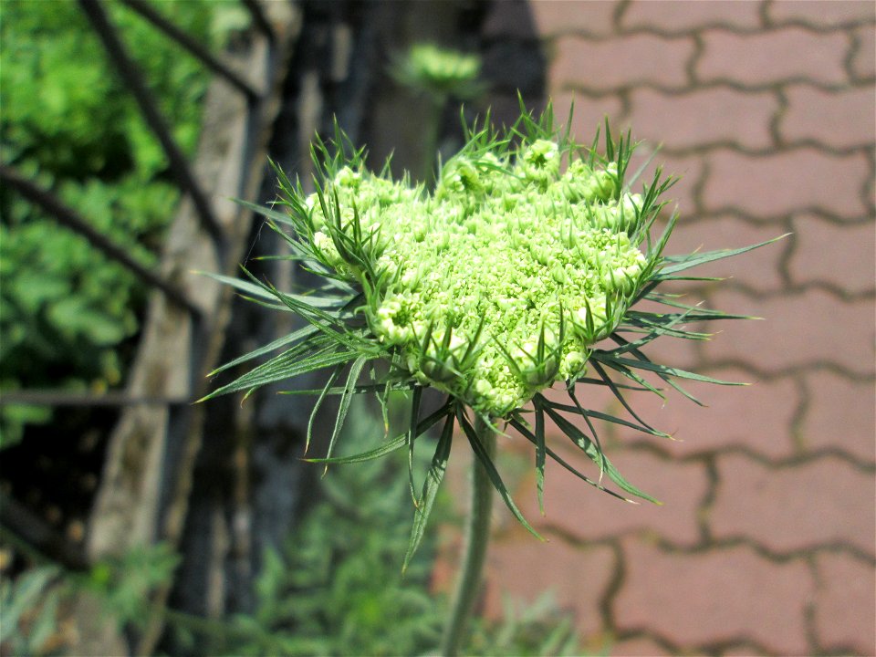 Wilde Möhre (Daucus carota) in Hockenheim