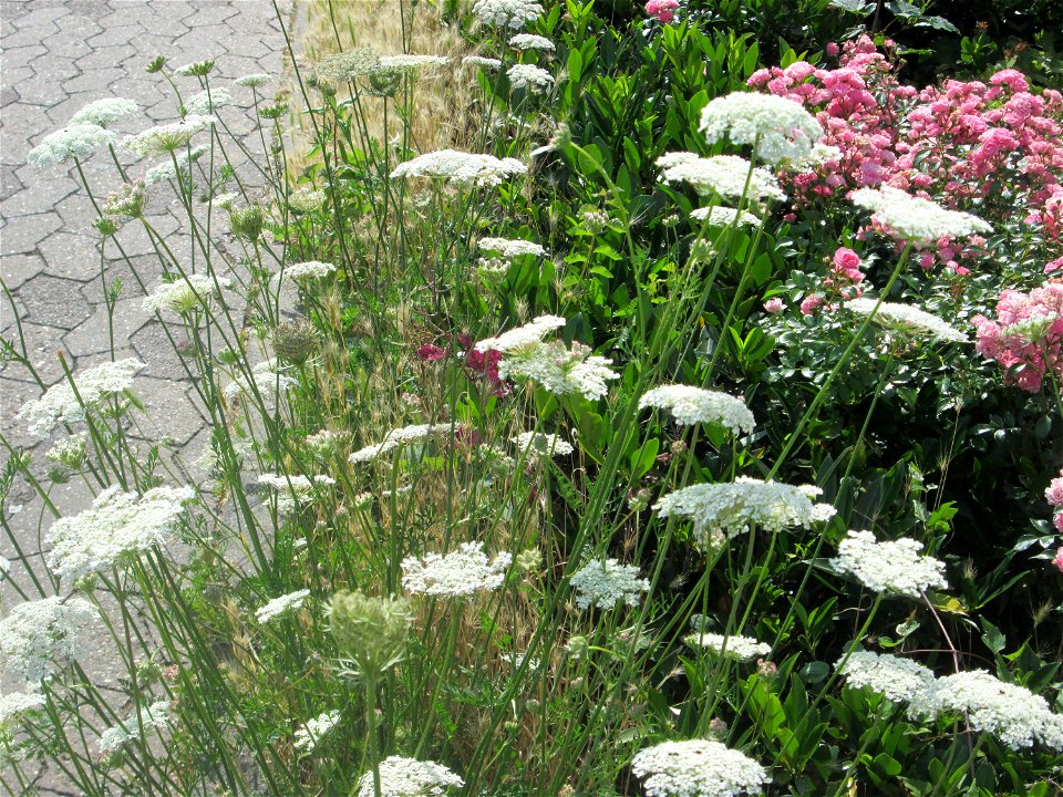 Wilde Möhre (Daucus carota) am Straßenrand in Saarbrücken