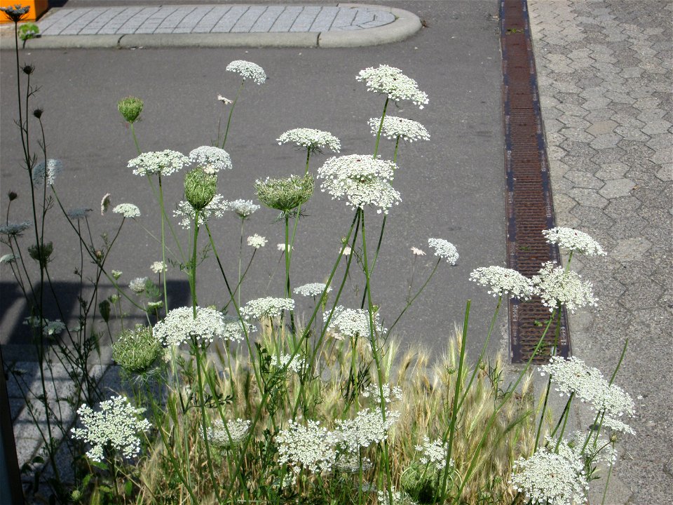 Wilde Möhre (Daucus carota) am Straßenrand in Saarbrücken