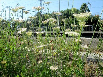 Wilde Möhre (Daucus carota) am Bahnhof Landstuhl photo