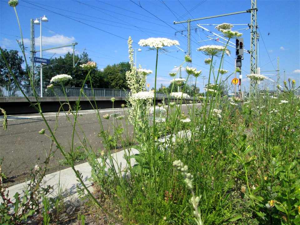 Wilde Möhre (Daucus carota) am Bahnhof Landstuhl