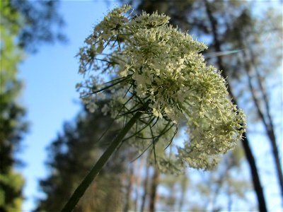 Wilde Möhre (Daucus carota) an der Böschung der A6 in der Schwetzinger Hardt