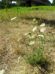 Wilde Möhre (Daucus carota) an der Böschung der A6 in der Schwetzinger Hardt - an diesem Abschnitt bietet der Autobahnrand eine binnendünenartige Situation