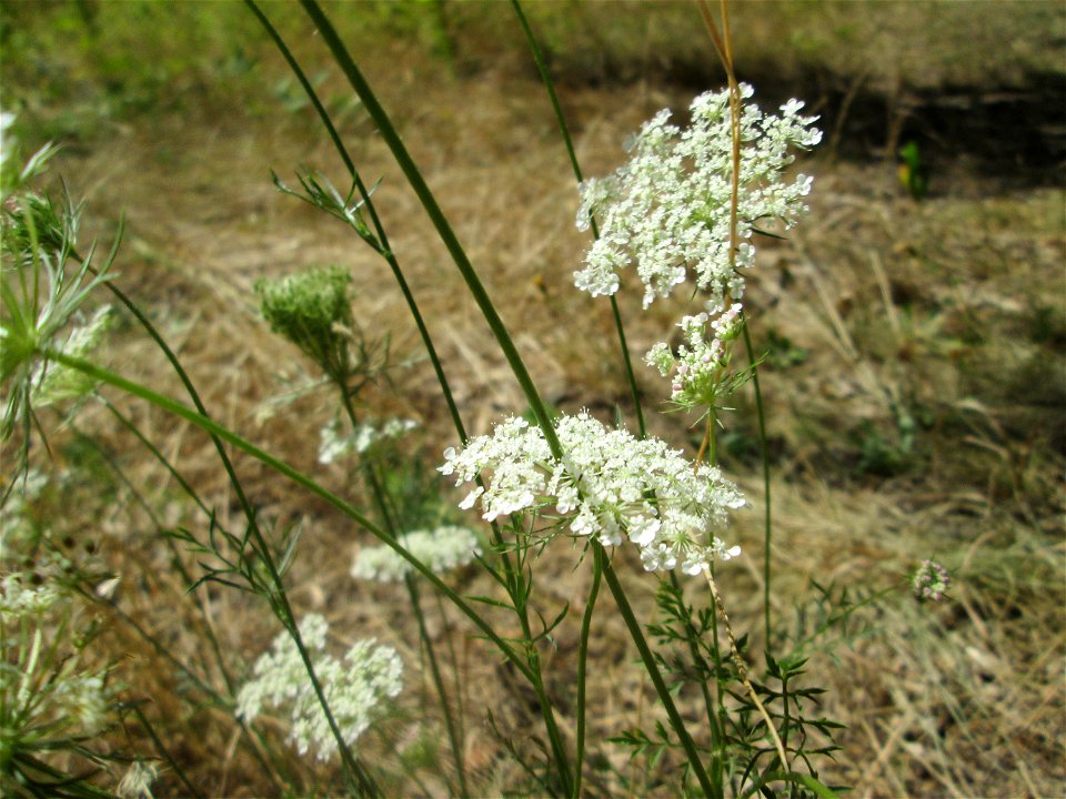 Wilde Möhre (Daucus carota) an der Böschung der A6 in der Schwetzinger Hardt - an diesem Abschnitt bietet der Autobahnrand eine binnendünenartige Situation