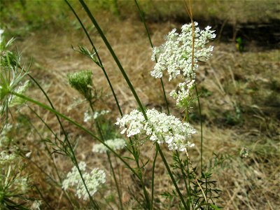 Wilde Möhre (Daucus carota) an der Böschung der A6 in der Schwetzinger Hardt - an diesem Abschnitt bietet der Autobahnrand eine binnendünenartige Situation