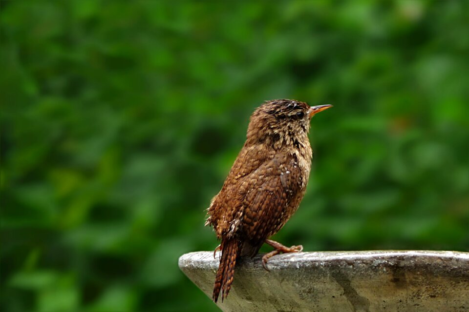 Wren troglodytes troglodytes very shy