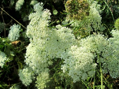 Wilde Möhre (Daucus carota) im Almet in Sankt Arnual