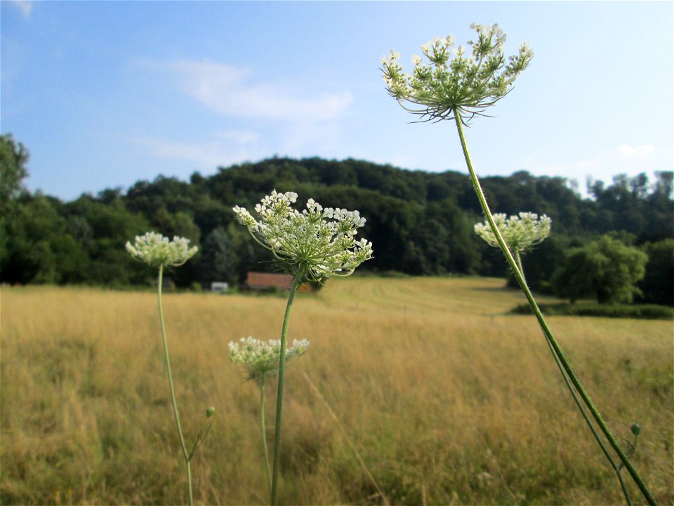Wilde Möhre (Daucus carota) im Almet bei Sankt Arnual