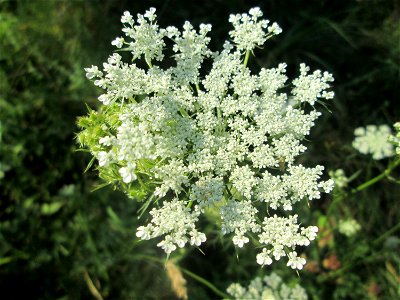 Wilde Möhre (Daucus carota) im Bürgerpark Saarbrücken