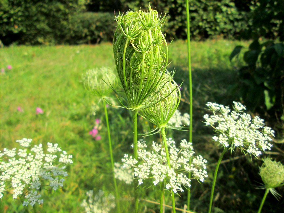 Wilde Möhre (Daucus carota) im Bürgerpark Saarbrücken