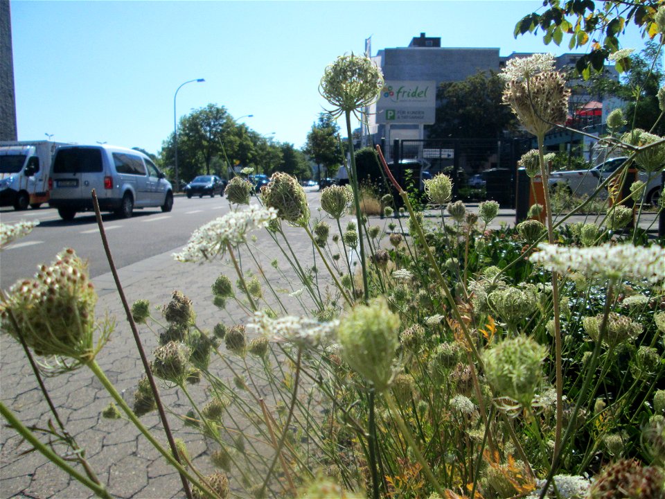 Wilde Möhre (Daucus carota) am Straßenrand in Saarbrücken
