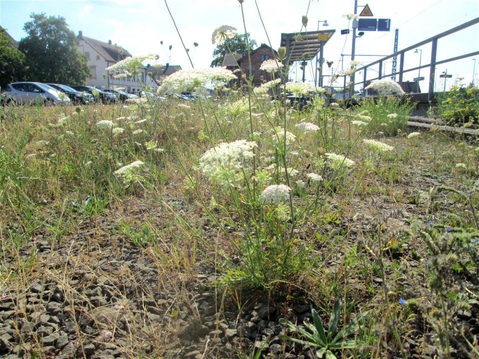 Wilde Möhre (Daucus carota)  am Bahnhof Bruchmühlbach-Miesau