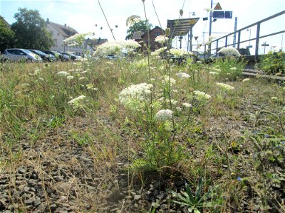 Wilde Möhre (Daucus carota)  am Bahnhof Bruchmühlbach-Miesau