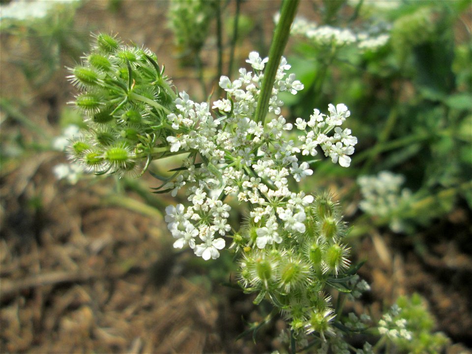 Wilde Möhre (Daucus carota) in Schwetzingen