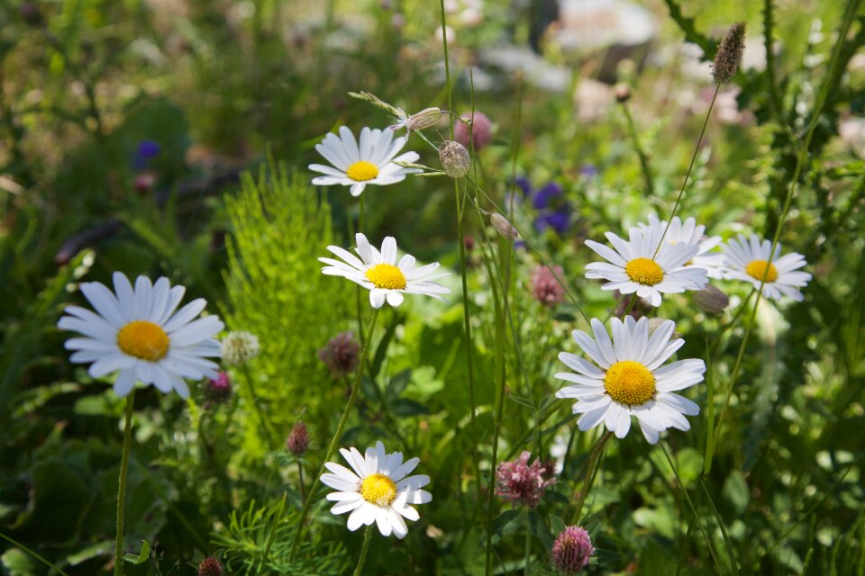 Plant meadow summer