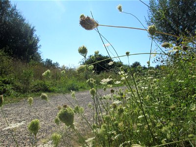 Wilde Möhre (Daucus carota) in den Sankt Arnual Wiesen gegenüber vom Osthafen Saarbrücken (Außerhalb vom NSG)