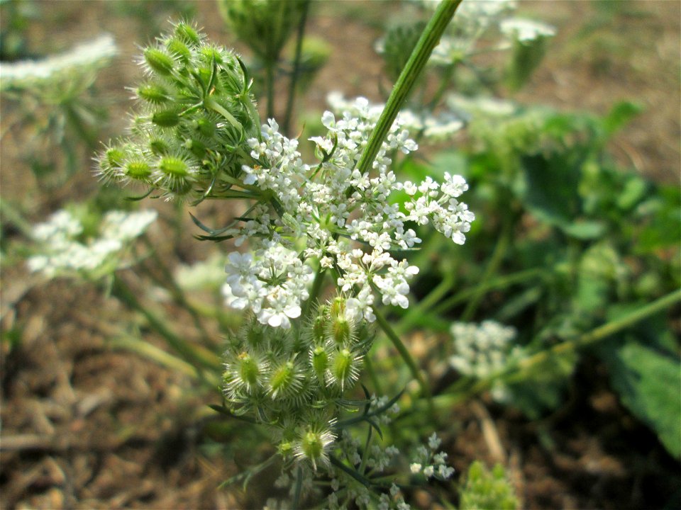 Wilde Möhre (Daucus carota) in Schwetzingen