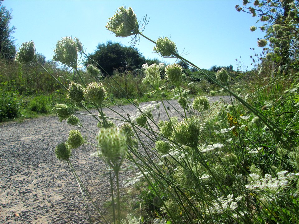Wilde Möhre (Daucus carota) in den Sankt Arnual Wiesen gegenüber vom Osthafen Saarbrücken (Außerhalb vom NSG)