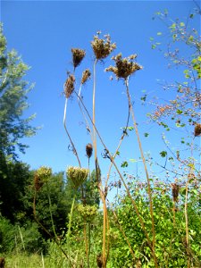 Wilde Möhre (Daucus carota) im Naturschutzgebiet „St. Arnualer Wiesen“ photo