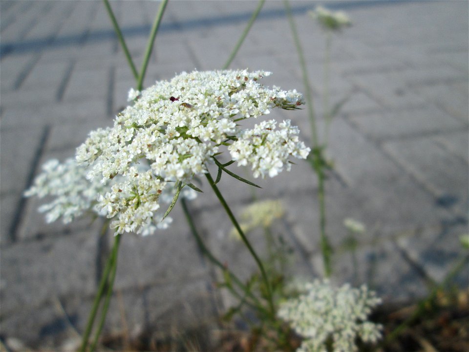 Wilde Möhre (Daucus carota) in Schwetzingen photo