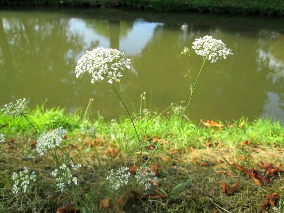 Wilde Möhre (Daucus carota) am Zähringer Kanal (Leimbach) in Schwetzingen