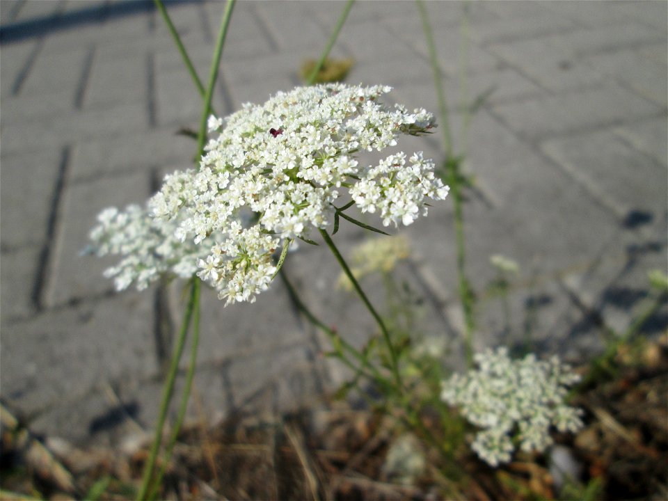 Wilde Möhre (Daucus carota) in Schwetzingen