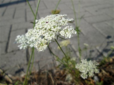 Wilde Möhre (Daucus carota) in Schwetzingen
