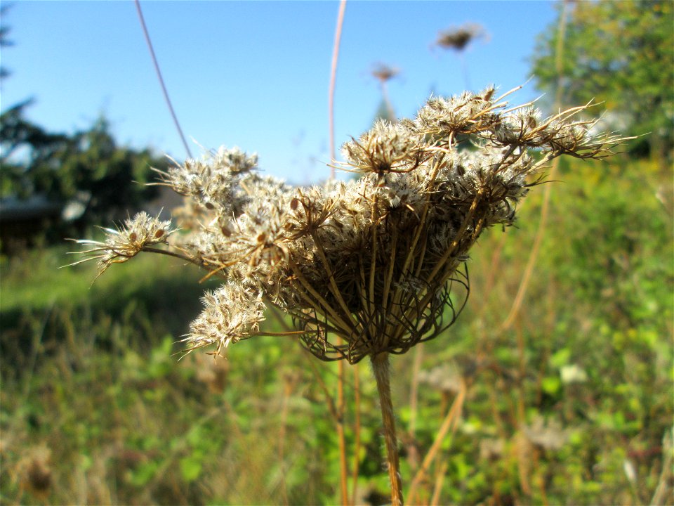Wilde Möhre (Daucus carota) in Auersmacher