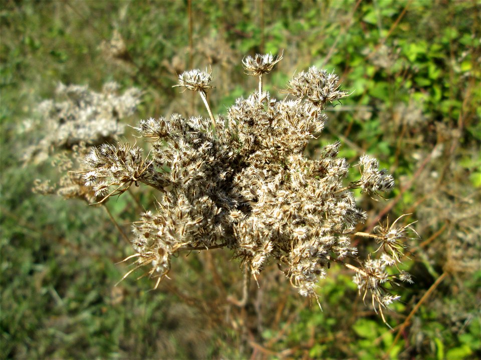 Wilde Möhre (Daucus carota) in Auersmacher