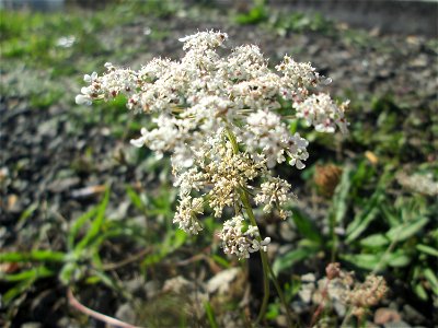 Wilde Möhre (Daucus carota) am Bahnhof Bruchmühlbach-Miesau