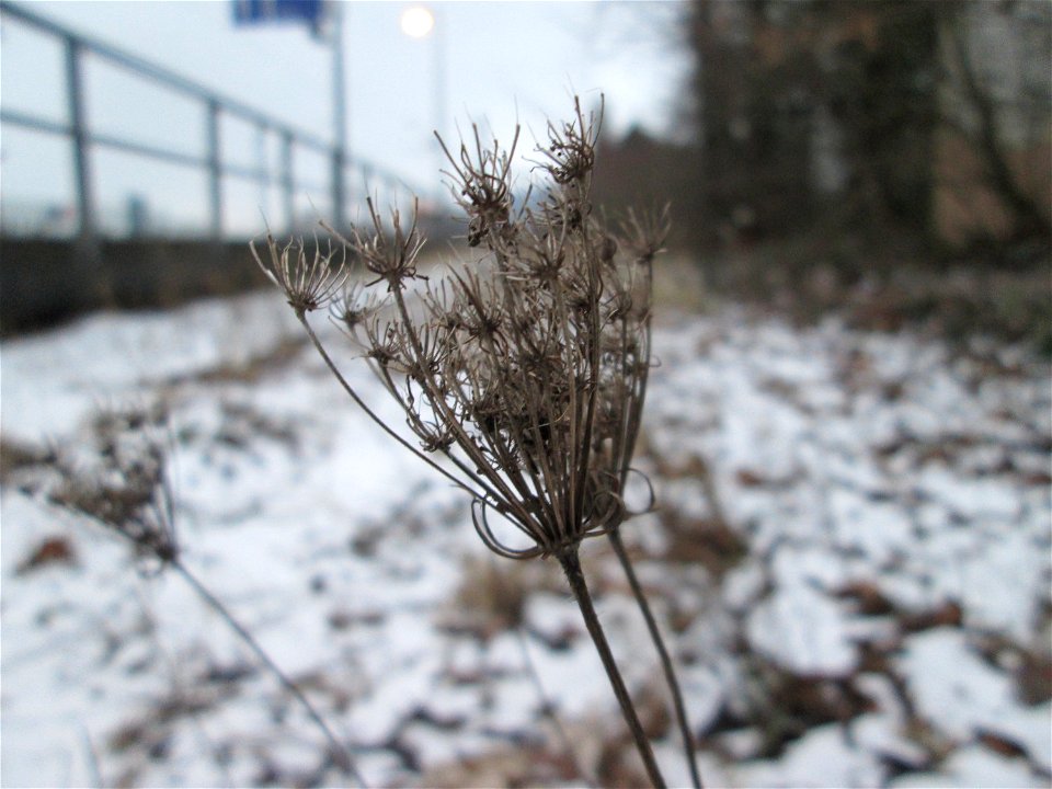 Wilde Möhre (Daucus carota) am Bahndamm in Bruchmühlbach-Miesau