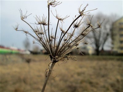 Mumienbotanik: Wilde Möhre (Daucus carota) auf einer Reptilien- und Insekten-Schutzfläche bei Oftersheim