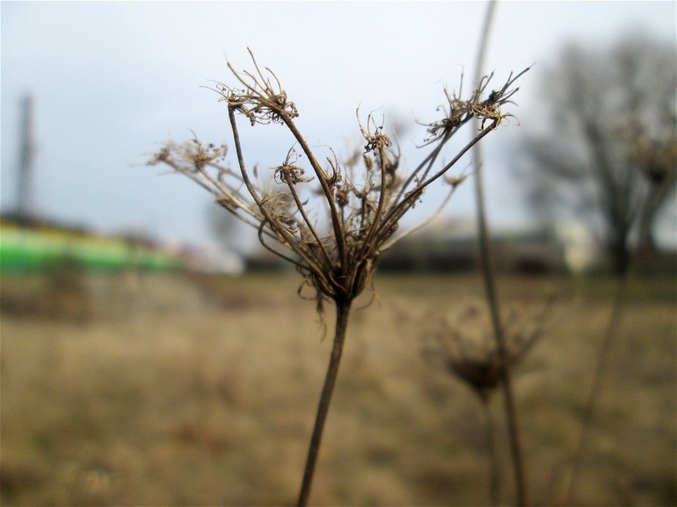 Mumienbotanik: Wilde Möhre (Daucus carota) auf einer Reptilien- und Insekten-Schutzfläche bei Oftersheim